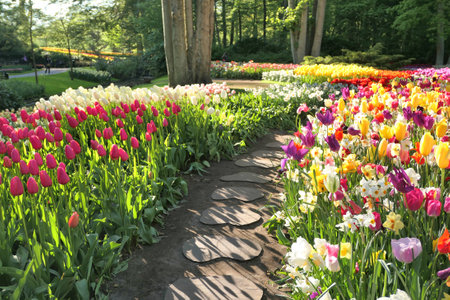 Tulip garden path. Keukenhof gardens in Holland.の写真素材