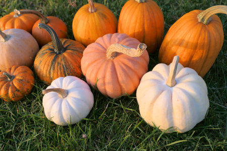 Colorful pumpkins and squashes in sunset light. Pumpkins on the grass.の写真素材
