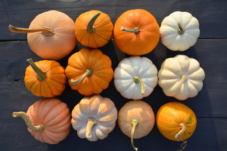 Various pumpkins collection in square composition. Cute mini pumpkins and squashes in different colors.の写真素材