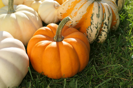 Autumn pumpkins background. Colorful pumpkins in a sunny garden.の写真素材