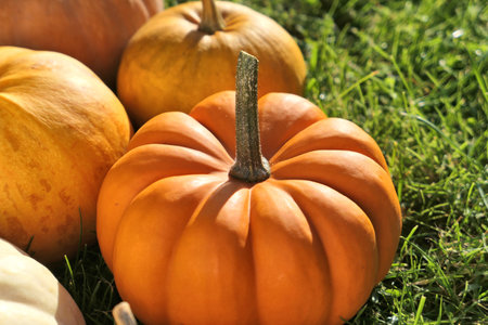 Autumn pumpkins background. Orange pumpkins in a sunny garden.の写真素材