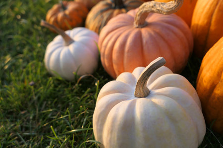 White pumpkin Casperita in sunset light. Colorful pumpkins collection in the garden.の写真素材