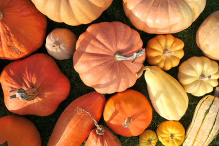 Various pumpkins and squashes in autumn sunlight. October vibes background.の写真素材