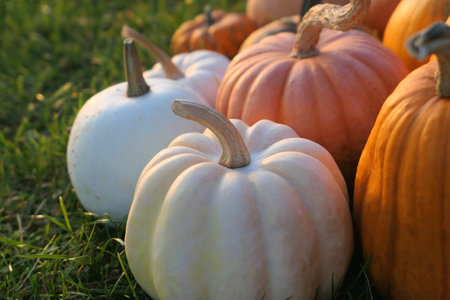 White pumpkin close up. Different varieties of pumpkins in sunset light.の写真素材