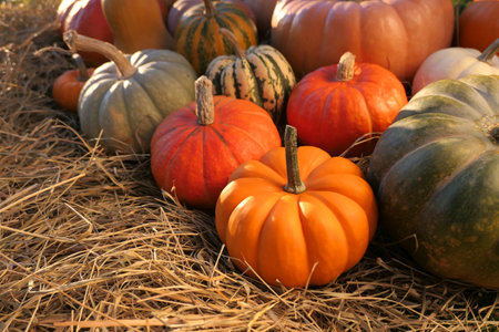 Pumpkins autumn background. Colorful pumpkins and squashes harvest.の写真素材