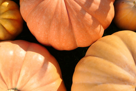 Pumpkins skins close up background. Different pumpkin varieties.の写真素材