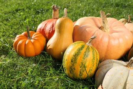 Pumpkins and squashes varieties in sunny gardenの写真素材