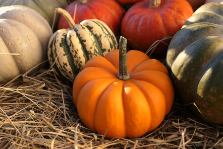 Pumpkins autumn background. Colorful pumpkins and squashes harvest.の写真素材