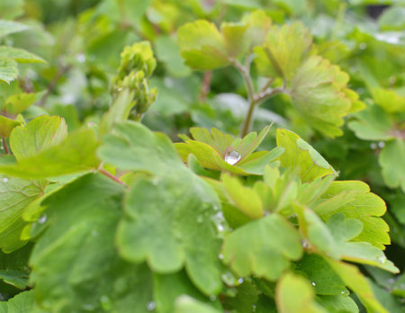 Green columbine leaves with droplets after rain. Aquilegia vulgarisの写真素材
