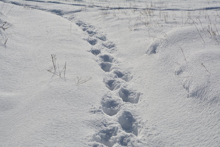 fresh snow. Footprints on white deep snow cover.の写真素材