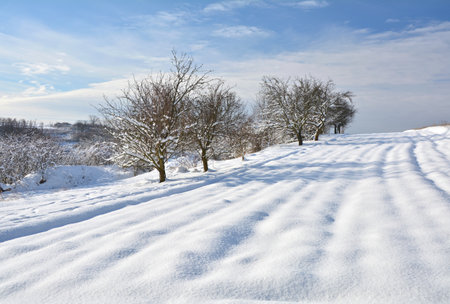 Winter wonderland landscape. Snow covered field and trees.の写真素材