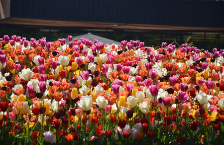 Colorful tulips in Keukenhof garden in Lisse, Netherlands.の写真素材