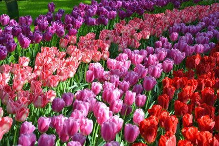 Beautiful colorful tulips flowers growing in Keukenhof gardens, Holland. tulip background.の写真素材