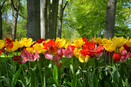 Yellow and red tulip flowers growing in Keukenhof gardens, Holland.の写真素材