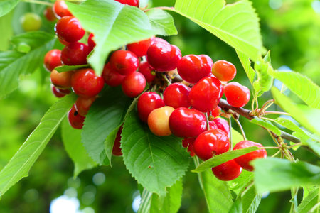 Sweet cherries on the branch. Cherry tree close up.の写真素材