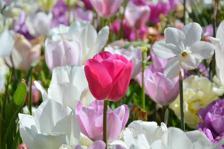 Spring flowers, pastel tulips and daffodils in pink and white colors. Close up of a pink tulip.の写真素材