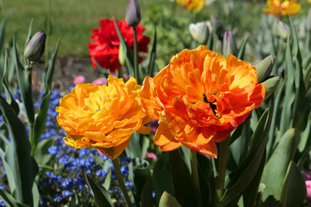 Orange full double tulips growing in the garden. spring flowers.の写真素材