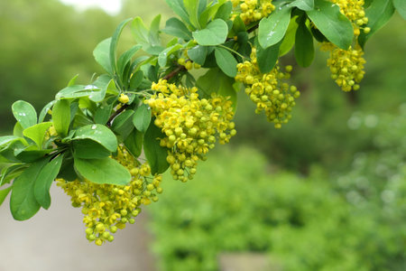 Barberry yellow flowers on branch with water drops. spring garden.の写真素材