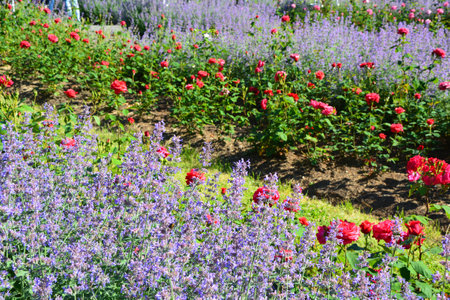 Beautiful summer garden with roses in Prague.の写真素材