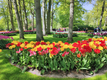 Tulip flowers growing in Keukenhof gardens, Holland.の写真素材
