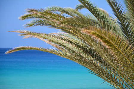 Palm tree leaves and blue ocean background. Atlantic Ocean, Fureteventura island, Canary Islands.の写真素材