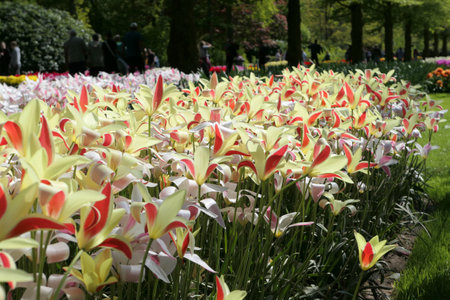 Tulips flowers blooming in Keukenhof garden in Holland during spring time in May. Beautiful ornamental flower garden.の写真素材