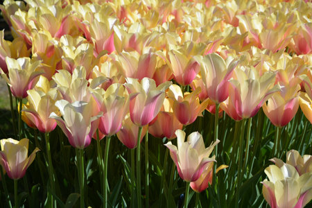 Bright cream tulips growing in Keukenhof garden, Netherlands.の写真素材
