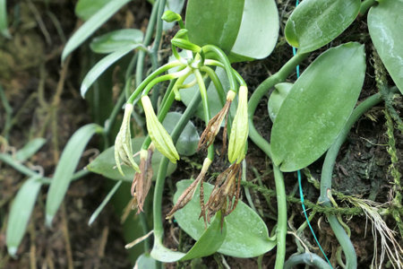 Vanilla plant with faded flowers and fresh growing vanilla beans in the garden.の写真素材