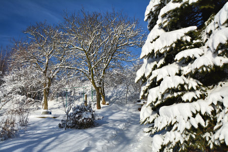 Winter garden under snow cover. January in the garden.の写真素材