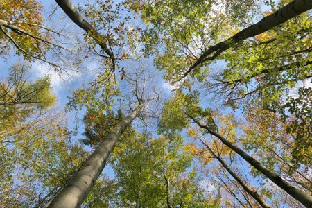 Forest tree crowns and trunks over blue sky.の写真素材