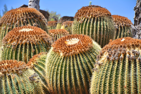 Large golden barrel cactus growing in the botanical garden. Echinocactus grusonii. Fuerteventura island, Oasis park, Canary Islands.の写真素材