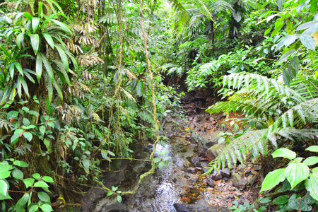 Lush green rainforest jungle on Dominica island, Caribbean.の写真素材