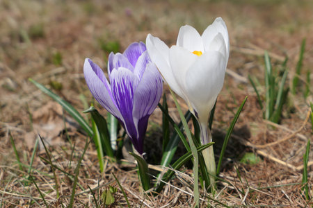 White and purple crocus flowers. Spring crocus flowers growing in the garden.の写真素材