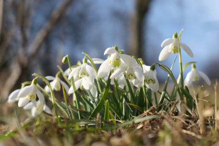White snowdrops flowers growing in the garden. First flower signs of spring. Galanthus nivalis.の写真素材