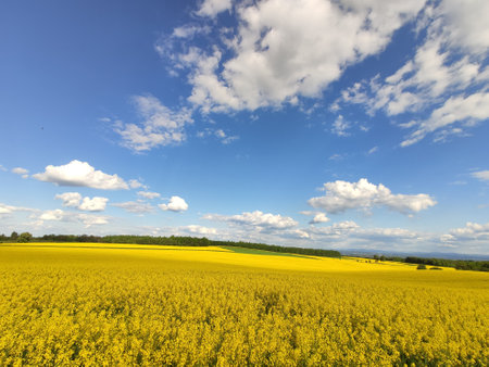 Yellow flowers rapeseed field in spring. Blue sky with cloudsの写真素材