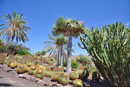 Cactus and succulents botanical garden on Fuerteventura island, Canariesの写真素材