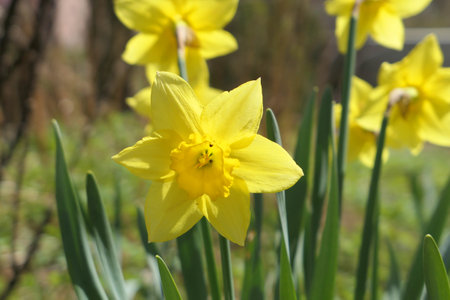 Yellow daffodil Narcissus jonquilla flowers growing in the garden. Spring flowers jonquil.の写真素材