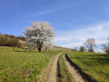 Spring rural landscape, blooming tree and dirt road in Polandの写真素材