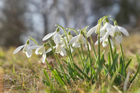 White snowdrops flowers growing in the garden. First flower signs of spring. Galanthus nivalis.の写真素材