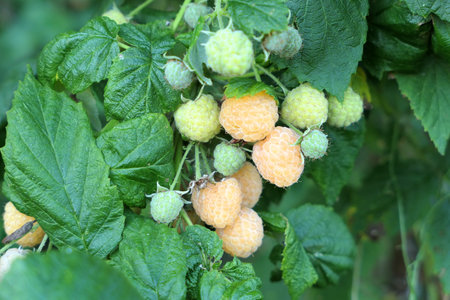 Yellow raspberries branch on the plant growing in the garden.の写真素材