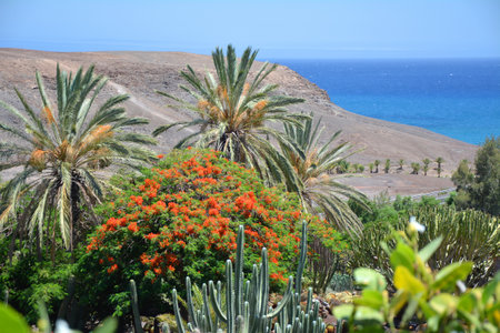 Palm trees and cacti botanical garden on Fuerteventura island, Canaries. Beautiful landscape and Atlantic ocean view.の写真素材