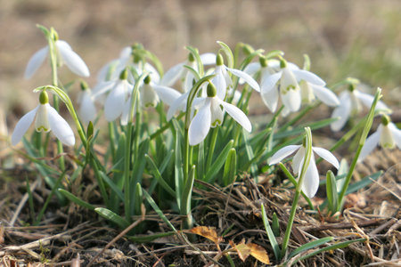 White snowdrops flowers growing in the garden. First flower signs of spring in February. Galanthus nivalis.の写真素材