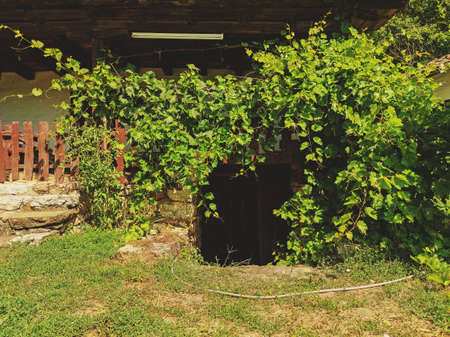 Entrance to the old wine cellar overgrown with vines.の写真素材