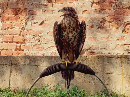 A falcon stands on a pedestal and loud announced take-off.