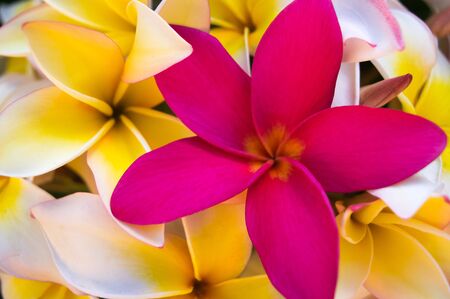 Be Unique. Pink Plumeia amongst yellow Plumeria flowers.の写真素材