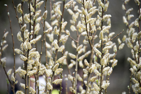 Close up of baby white flowers blooming off of very thin brown flower stem.