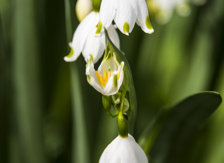 White flowers bloom one facing the forest floor, the other faing upwards toward the sunlight, with tall garden grass blurred in the background.の写真素材