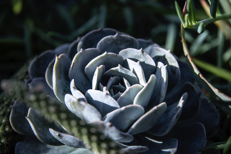 Blue rose looking plant flourishes amongst green thin leaves and small plants.の写真素材