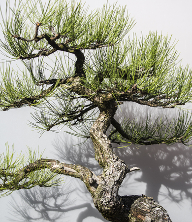 Bonsai tree plant blooming with leaves spiked upward toward the sunlight with bonsai shadow casted along white background.の写真素材