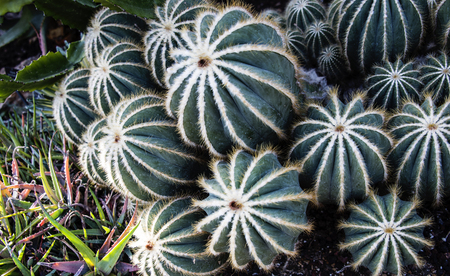 Bundle of cactus together facing up toward the sunlight.の写真素材